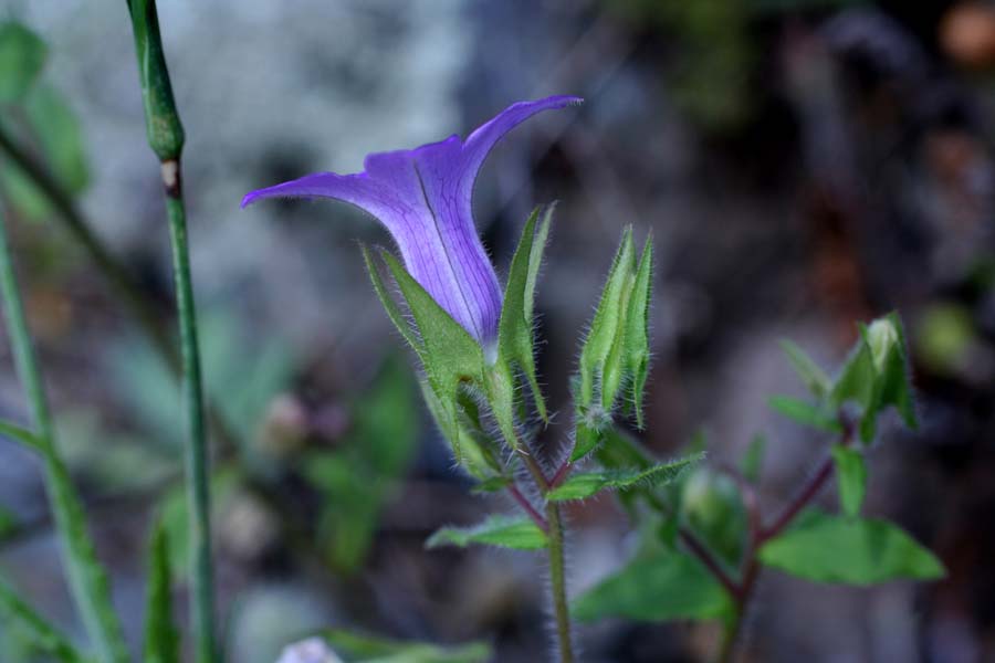 Campanula dichotoma / Campanula dicotoma